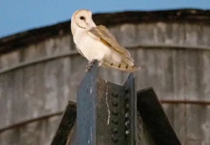 A rare family of barn owls captivates Manhattanites